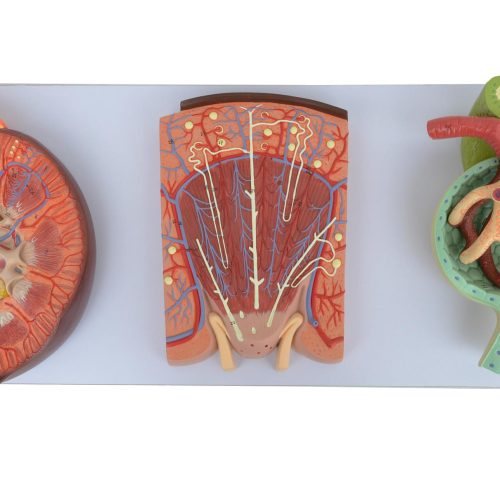 KIDNEY MODEL SECTION ,3 TIMES ENLARGED
