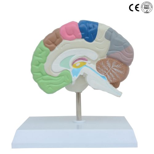 RIGHT BRAIN MODEL WITH FUNCTIONAL REGION PAINTED