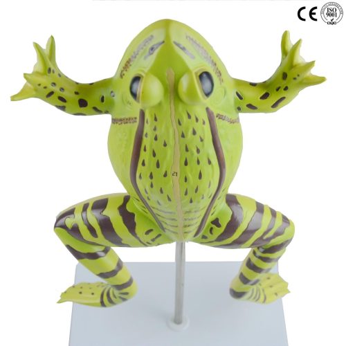 FROG MODEL