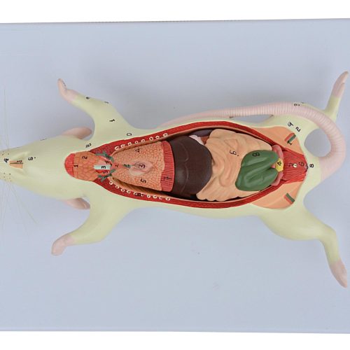 RAT DISSECTION MODEL