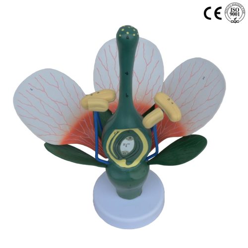 DICOT FLOWER MODEL