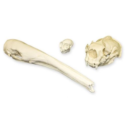 ANIMAL ADAPTATION SKULL KIT - MAMMALS