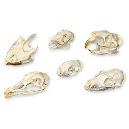 COMPARATIVE SKULL SET