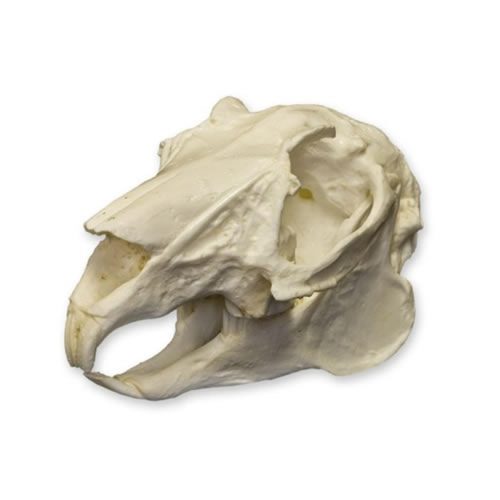 HARE SKULL