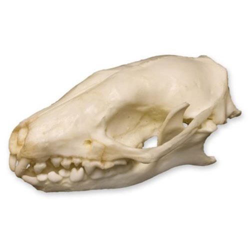 HEDGEHOG SKULL