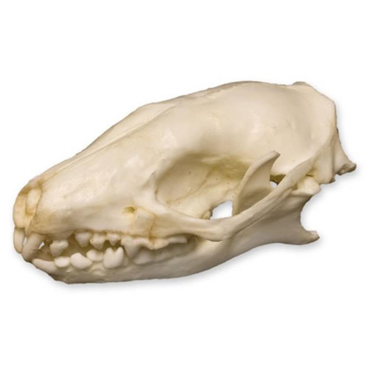 HEDGEHOG SKULL