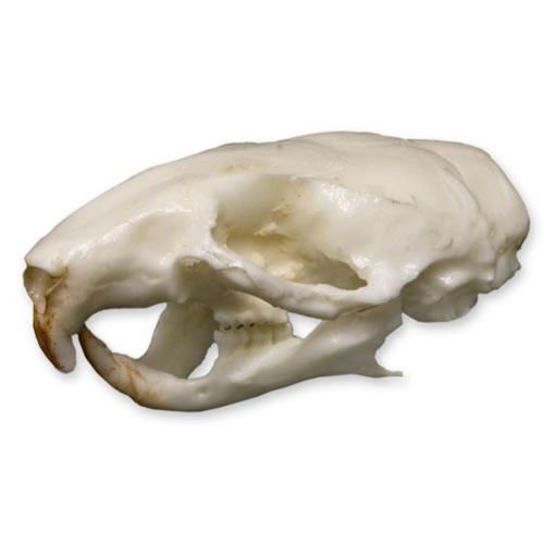 MOUSE SKULL