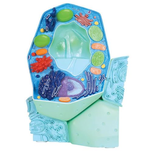 PLANT CELL MODEL
