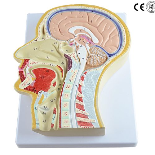 SAGITTAL SECTION OF HUMAN HEAD MODEL
