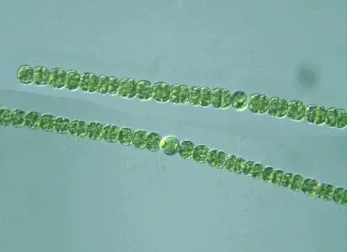 Educational Anabena Living Organism