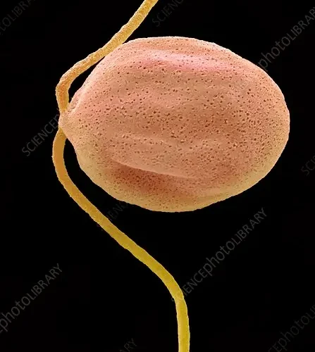Educational Dunaliella Living Organism