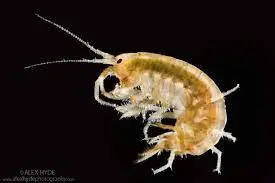 Preserved Freshwater Shrimp 10/Pack