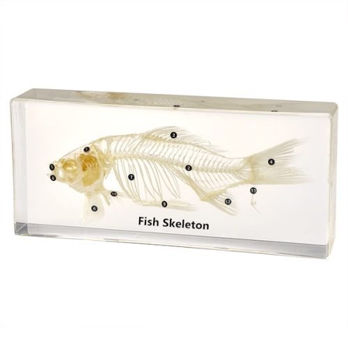 FISH (CRUCIAN) SKELETON - PLASTIC EMBEDDED