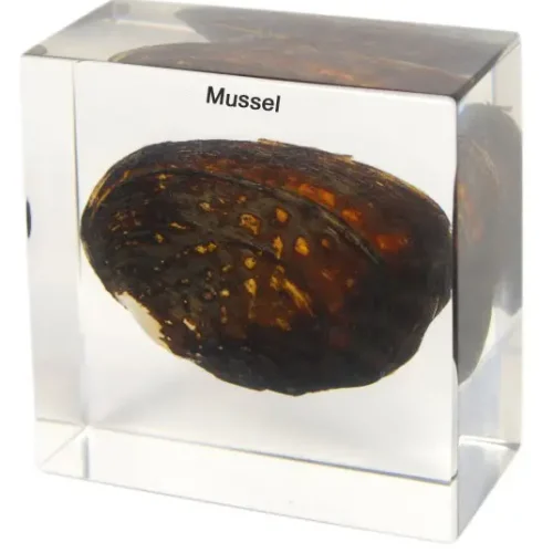Real FreshWater Mussel Specimen