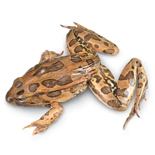 Preserved Frog Specimen (10-12cm)