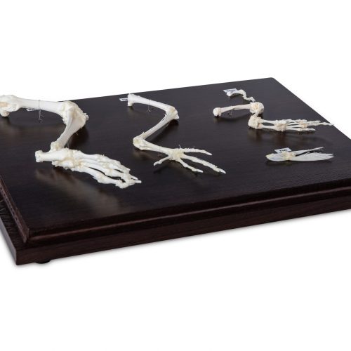 Hind Leg Skeleton Comparison