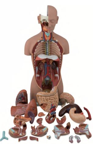 Human Torso Model 85 cm Dual-Sex ,25 Parts