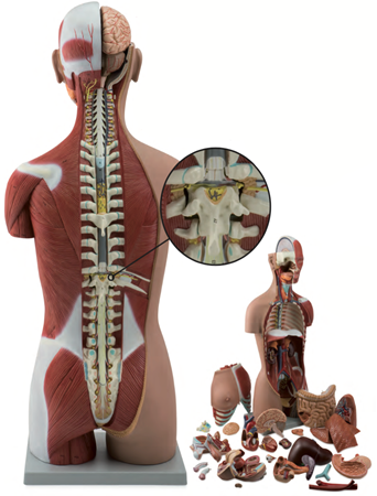 Torso Model 28-Part Dual-Sex