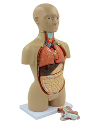 Human Torso Model 16-Part