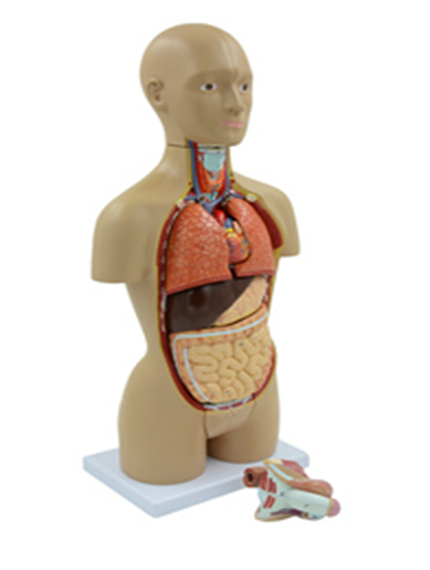 Human-Torso-Model-Dual-Sex-16-Parts.png