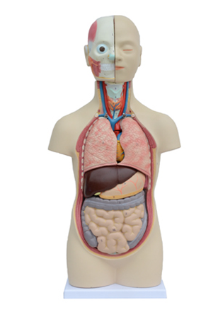 Human Torso Model 12-Part