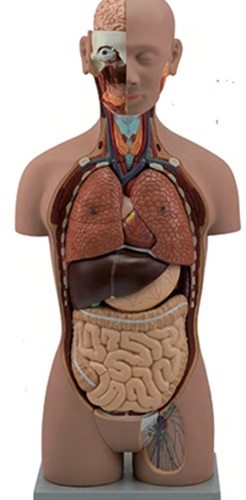 Human Torso Model 18-Part