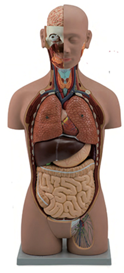 Human-Torso-Model-Sexless-85-cm-18-Parts.png