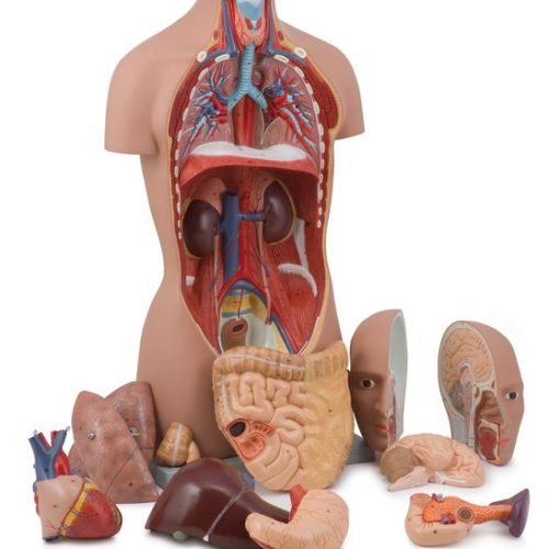 Human Torso Model Sexless 12 Parts 85 CM