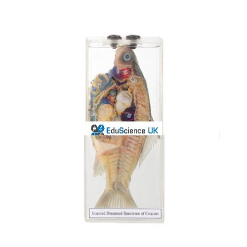 INJECTED DISSECTED SPECIMEN OF FISH (CRUCIAN)