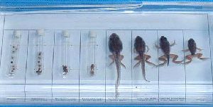 Grass-Frog Stages Specimen