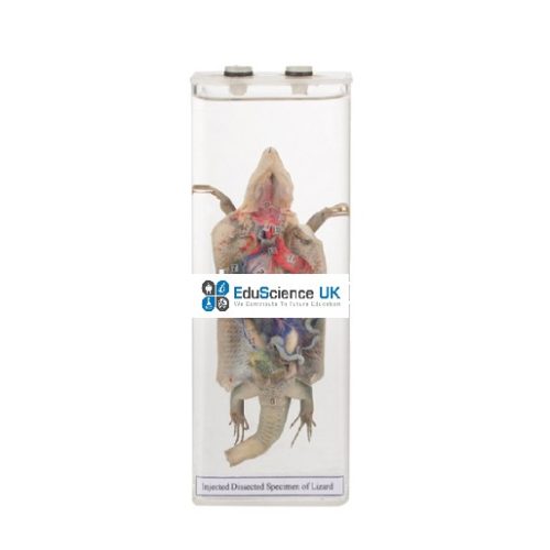 INJECTED DISSECTED SPECIMEN OF LIZARD