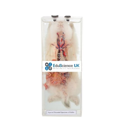 INJECTED DISSECTED SPECIMEN OF RABBIT
