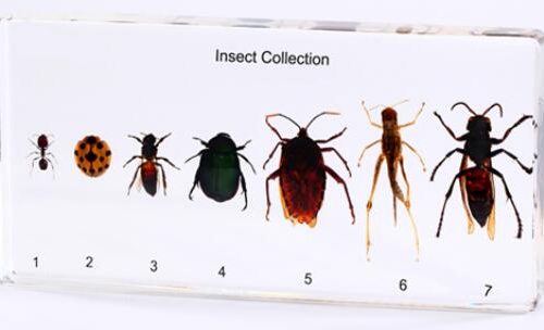 Real Insect Collection Model