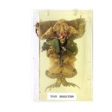 INJECTED DISSECTED SPECIMEN OF FROG