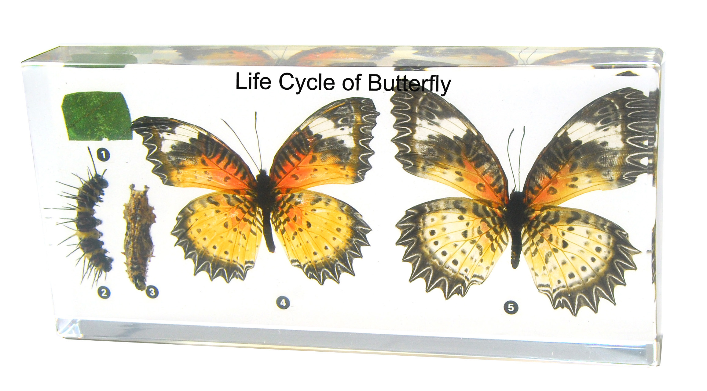 LIFE CYCLE OF BUTTERFLY I - PLASTIC EMBEEDED