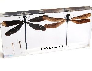 Damselfly Life Cycle Set