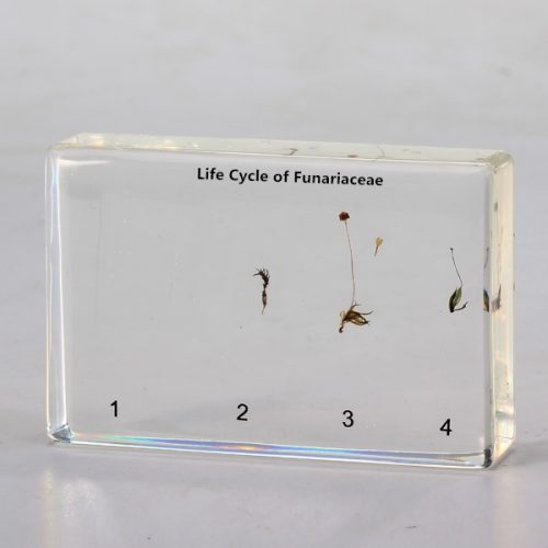 Fumariaceae Life Cycle Specimen
