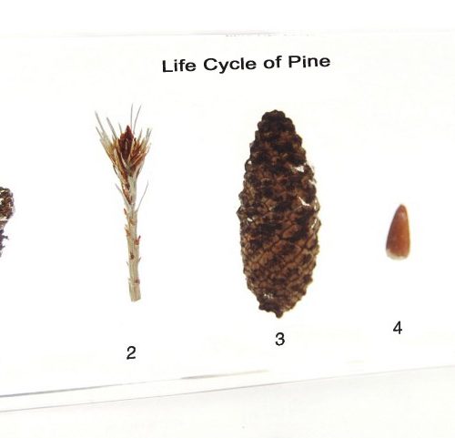 Pine Germination Acrylic Specimen