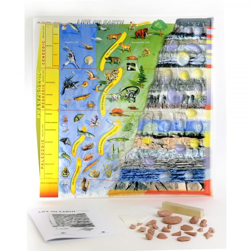 Life On Earth - A Fossil History Model