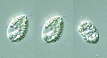 Live Chilomonas Protozoa-Algae 30ml/Jar