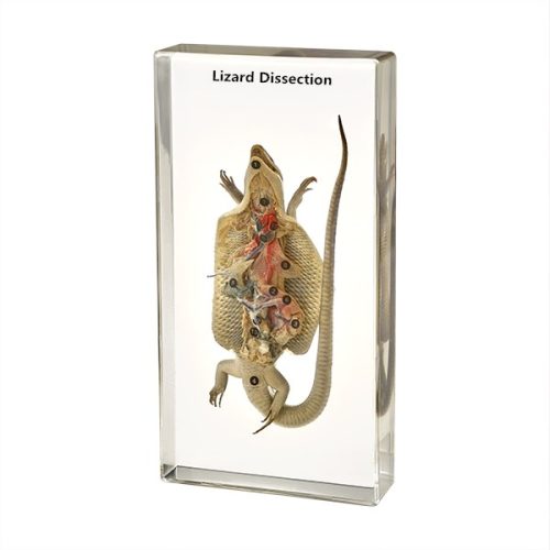 Dissected Lizard in Plastic
