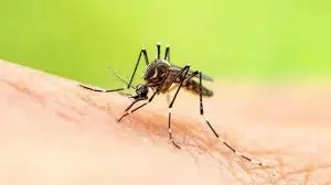 Preserved Adult Mosquito Specimen