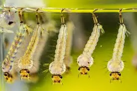 Mosquito Larvae Culex 10/Pack