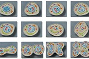 Meiosis Process Cell Model