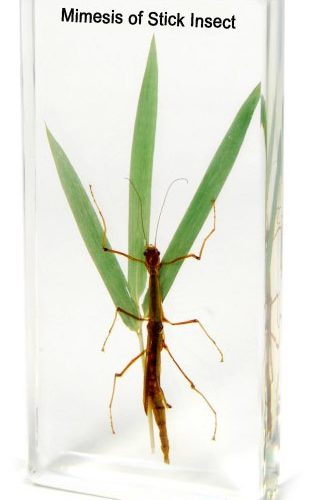 Plastic Embedded Stick Insect