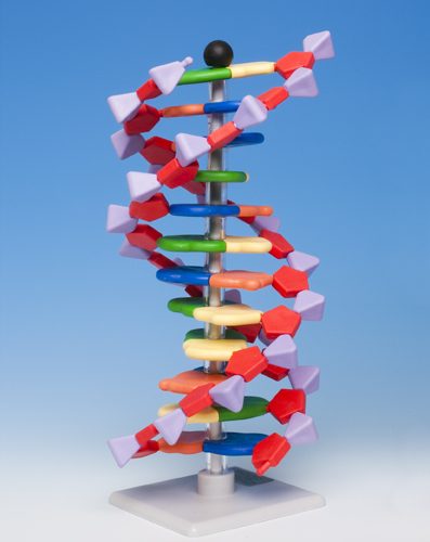 MINI DNA 12 LAYERS