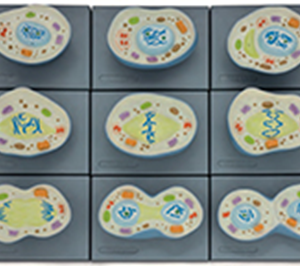 Mitosis Process Cell Model