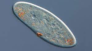 Mixed Live Paramoecium Cultures