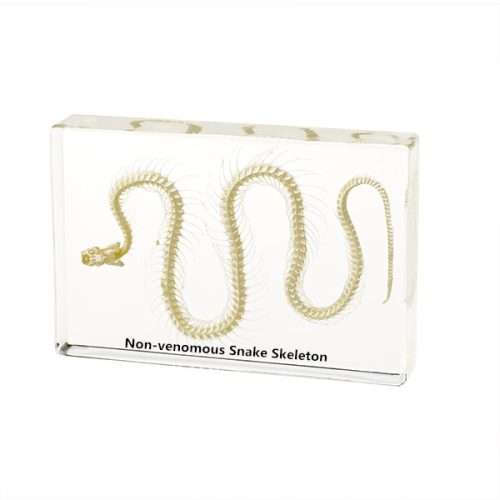 Snake ( Non-venomous) Skeleton,PLASTIC EMBEDDED