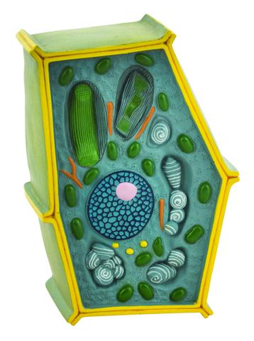 PLANT CELL MODEL